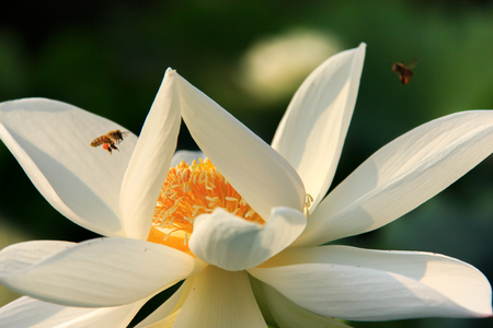 Sunny days the lotus pondの写真素材