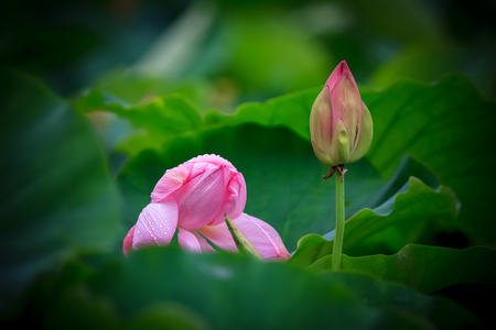 lotus pond is very beautifulの写真素材