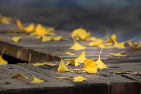ginkgo leaves