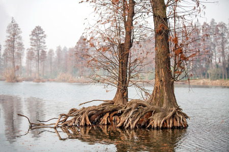 Tree roots on the lakeの写真素材