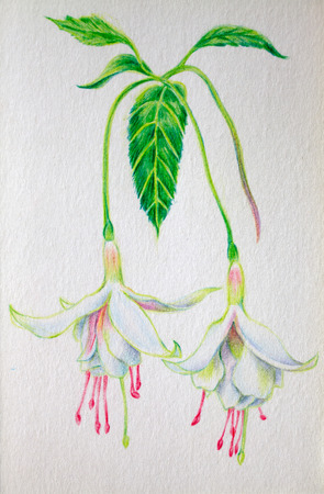 color lead creation flowerの写真素材