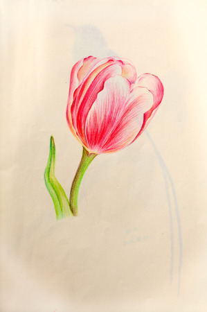 hand drawn pink flowerの写真素材