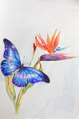 hand draw birdの写真素材