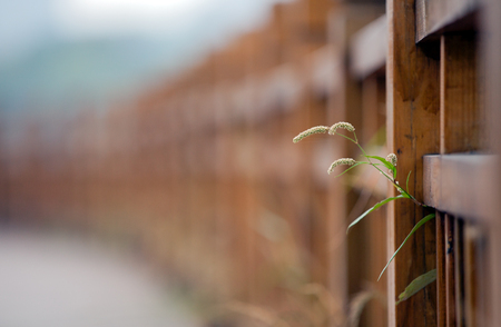Weeds beside the railingの写真素材
