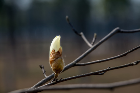 Magnolia flowerの写真素材