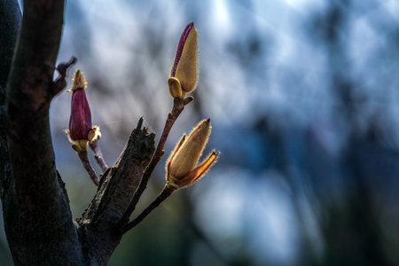 magnolia flower