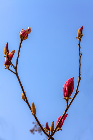 magnolia flowerの写真素材
