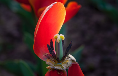 Tulips close-upの写真素材