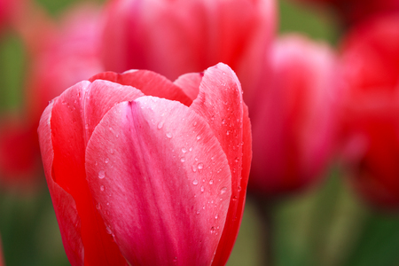 Tulips flowers close-upの写真素材