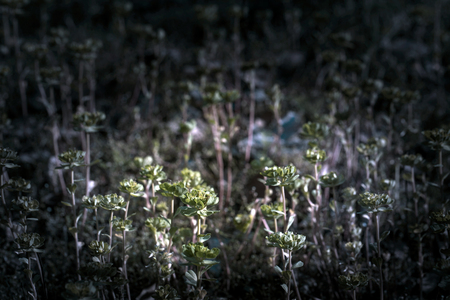 Wildflowers, close-up, Spring Festivalの写真素材