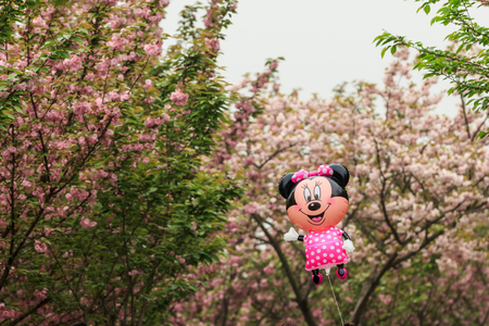 The cherry blossoms at springのeditorial素材