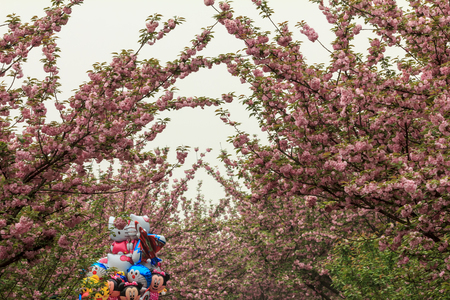 The cherry blossoms at springのeditorial素材