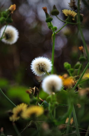 Wild flowers at springの写真素材