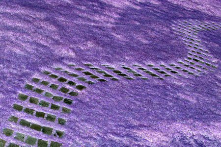 The lawn with path lineの写真素材