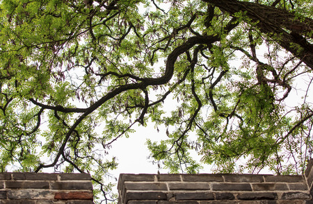 Trees, branches and leaves, wall, modelingの写真素材