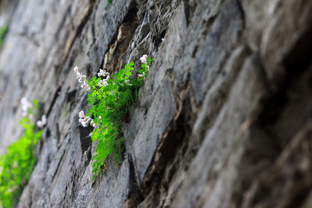 Wild flowers, walls, brick walls, close-up,の写真素材