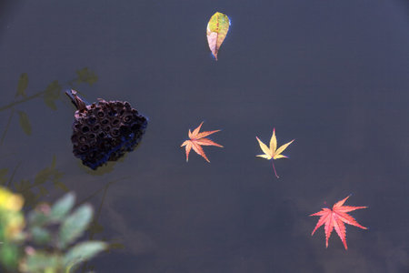 The leaves on the water are beautiful