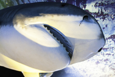 A closeup of a stuffed shark at the aquarium of Tampere, Finland の写真素材