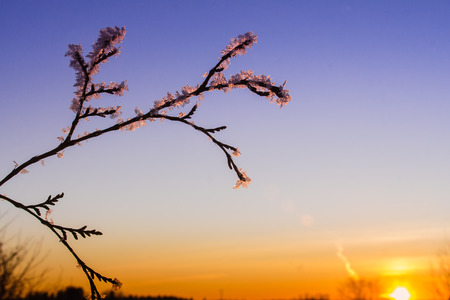 The sunset colors the frosty ice bits pink in the winter time.の写真素材