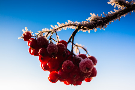 The sun shines beautifully in the frost on the rowan branches in the wintertime.の写真素材