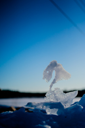 The melting snow revealed this beautiful sculpture made by Mother Nature herself.の写真素材