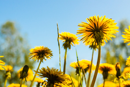 The dandelion field is the symbol of the Finnish summer. The flowers reach for the sunny sky.の写真素材