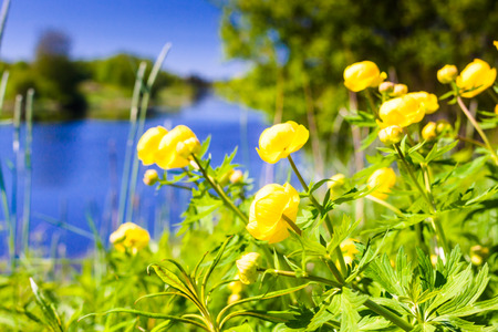 The lilies were just blooming on a warm and sunny day by the river.の写真素材