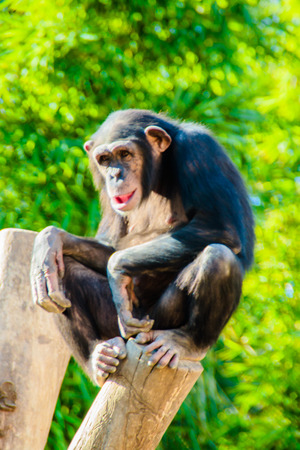 A chimpanzee posing to the tourists at the Bioparc zoo in Fuengirola, Spain.の写真素材