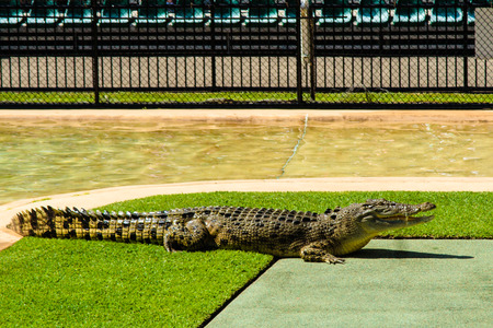 The crocodile was very eager to participate in the show at the Australia Zoo.の写真素材