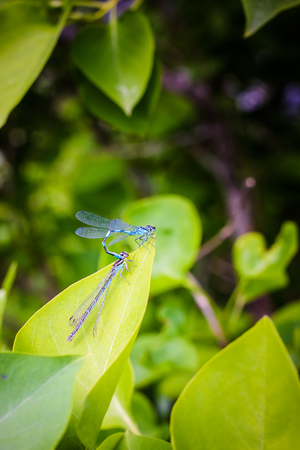 The pair of damselflies were pretty concentrated on themselves and didn't mind me taking pictures.