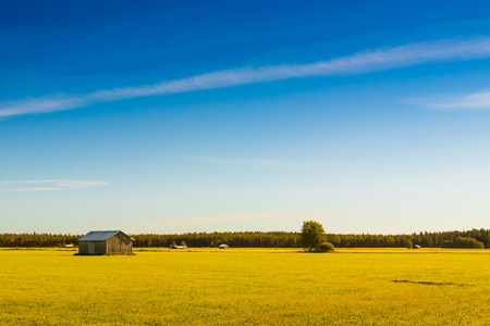 The warm autumn days are coloring the fields as gold as can be in the rural Finland.の写真素材