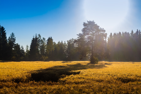 The morning sun lights up the lonely pine tree on the fields of gold in the rural Finland.の写真素材