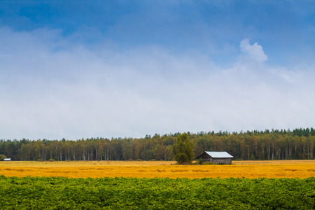 Potato and oat growing in the Northern Finland. The autumn brings out the bright colors of the fields.の写真素材