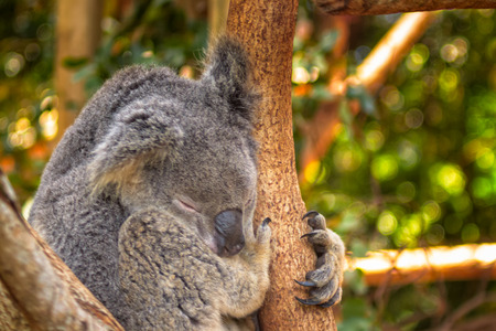 A very sleepy koala at the Queensland Zoo in Australia. These animals are largely sedentary and sleep up to 20 hours a day.の写真素材