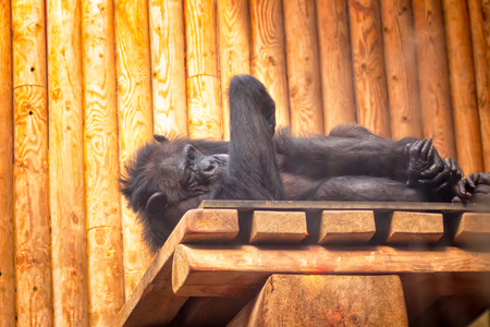 A tired chimpanzee resting and watching the visitors at the Tallinn Zoo in Estonia.の写真素材