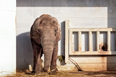 An African elephant eating at the Tallinn zoo in Estonia. The elephants actually have a large...