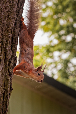 The squirrel came down from a tree at the Kadriorg area in Tallinn, Estonia to pose for my camera. He still has his winter fur on.の写真素材