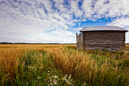 A little barn house stands in the middle of the oat fields on an autumn day in the Northern Finland.の写真素材