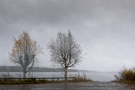 Two birch trees are standing by a lake in the Central Finland. The autumn day was very rainy and cold.の写真素材