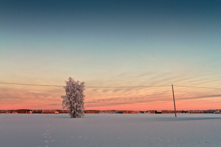 The winter sun sets behind a tree covered with frost in the rural Finland. It's only afternoon, but soon it will be very dark.の写真素材