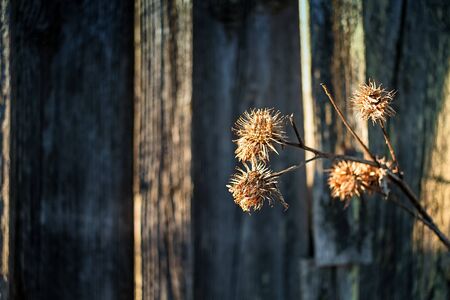The sun lights the dead melancholy thistle flowers by an old barn house at the rural Finland.の写真素材