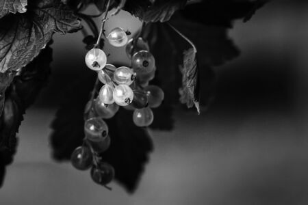 White currant berries glow in the sunshine in a garden at the Northern Finland. Currants are very typical in Finnish gardens.の写真素材