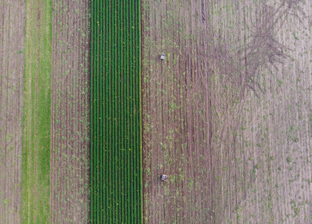 Two wooden crates stand on the carrot fields. Most of the carrots have been picked but there are...