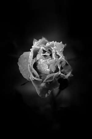 The cold autumn nights have covered the rose with frost. The moisture has frozen on the petals.の写真素材