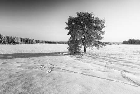 A pine tree grows in the middle of the snowy fields. The rural landscape is all covered in frost on this very cold day.の写真素材