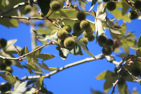 Tree productsの写真素材