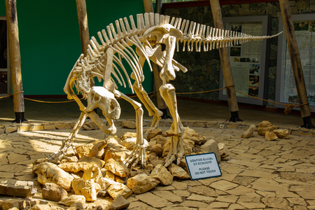 TSKALTUBO, GEORGIA - MARCH 19, 2018: Skeleton of dinosaur, located in Sataplia Nature Reserve near Kutaisi town, Georgia. Educating about exstinct animalsのeditorial素材