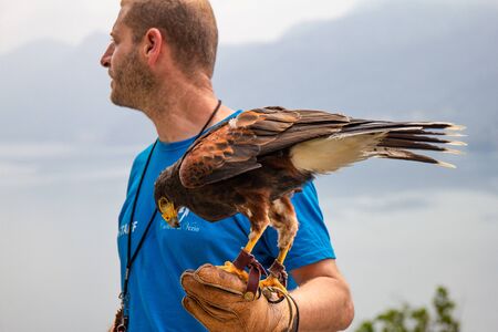 11.06.2019 Varenna, Italy, Europe: Trainer holds his eagle on a hand with leather glove of falconry on a background of defocused lake Como and alps mountains. At a Falcon Centre in Castello di Vezioのeditorial素材