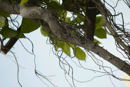 Vine with leaf