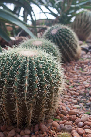 Cactus in the garden decorated with small stones.